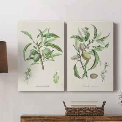 Antique Ammond Botanical III - Toile tendue avec châssis de qualité supérieure - Prêt à être accroché