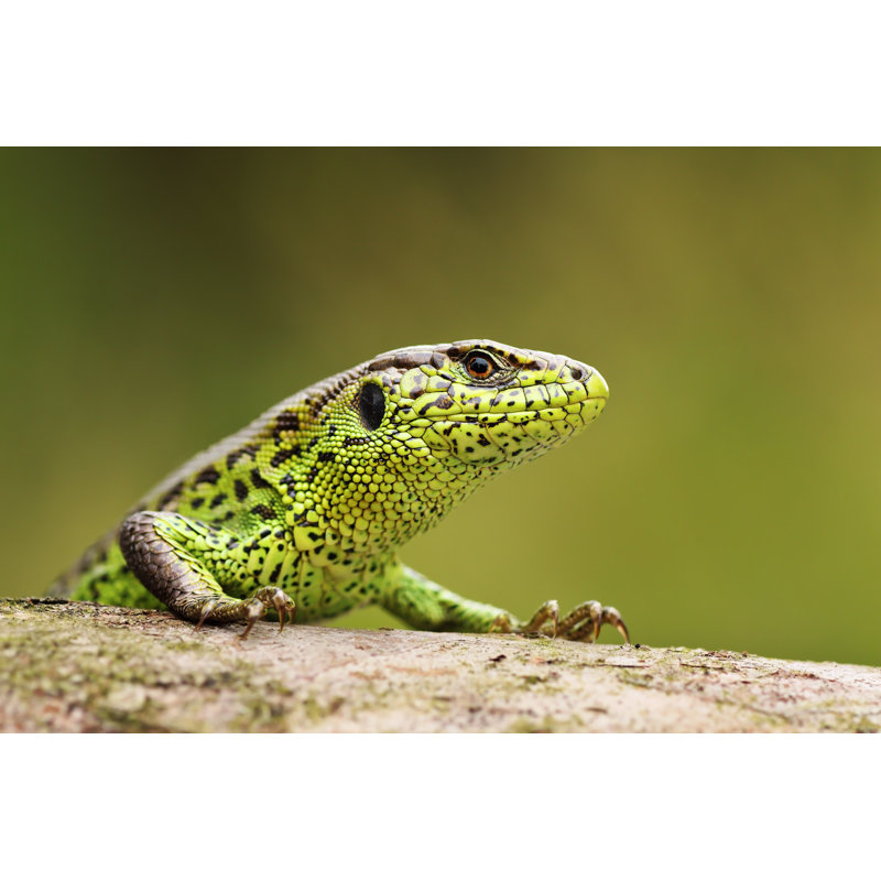 " Sand Lizard ", 32" H x 48" W