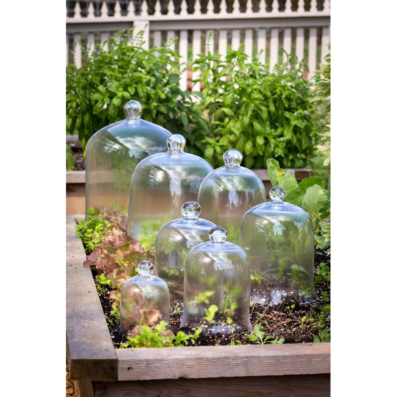 Glass Bell Jar