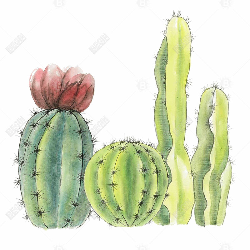 " Four Little Cactus "