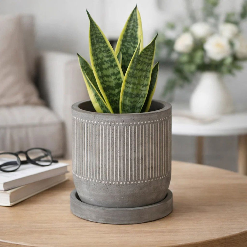 Jardinière d'intérieur avec soucoupe, motif à lignes blanches, ciment gris de 6 pouces