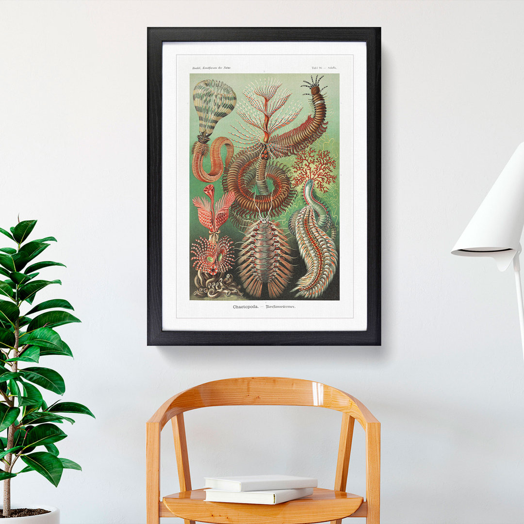 Chaetopoda Worms by Ernst Haeckel - Framed Print