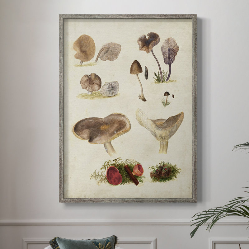 Reproduction encadrée Mushroom Species III - bois massif, H 30 po x l 24 po