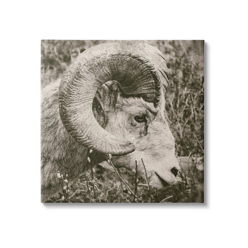 Ram Ram, portrait sur toile par Nathan Larson, H 17 po x l 17 po x P 1,5 po