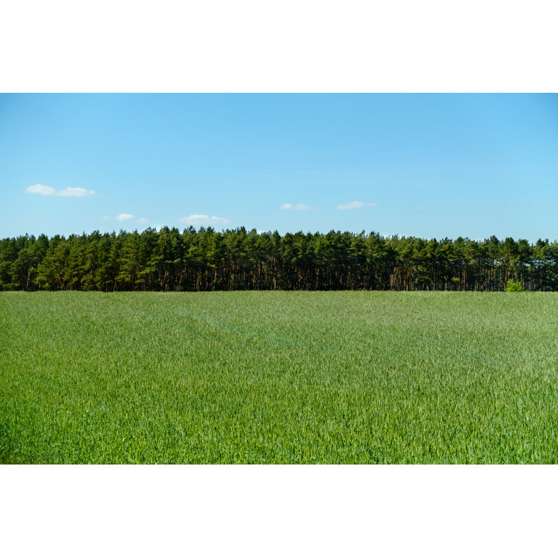 Summer Field by Janniswerner - Wrapped Canvas Print, 61cm H x 91cm W x 3.8cm D
