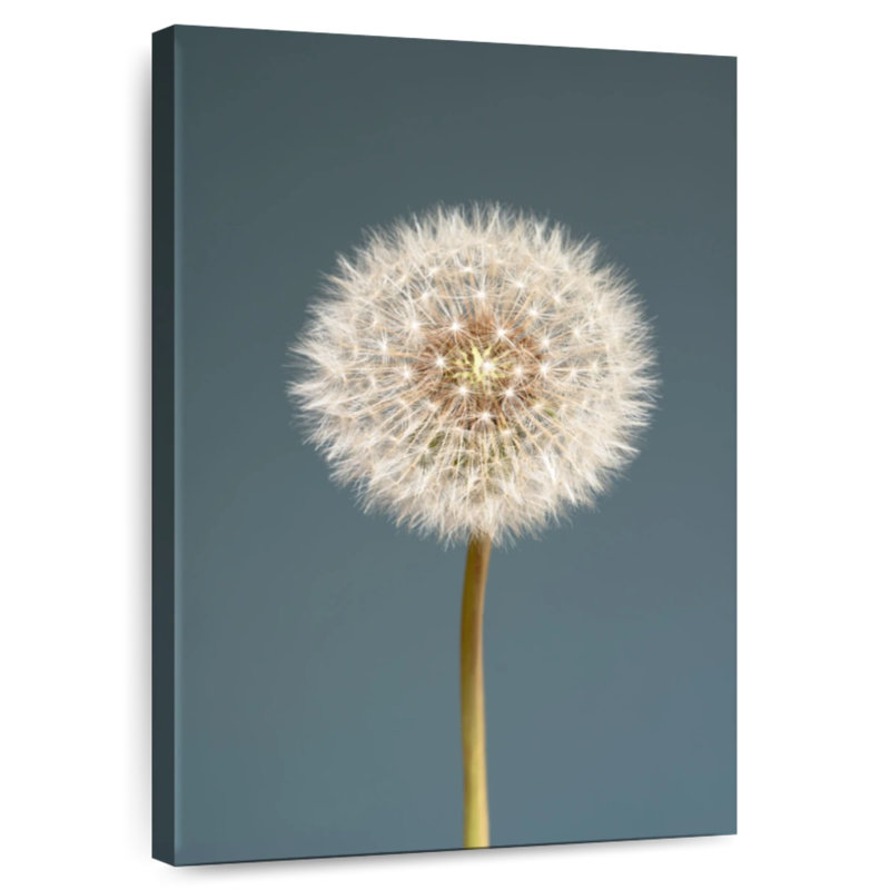 Harnek Dandelion Close Up, 24" H x 16" W