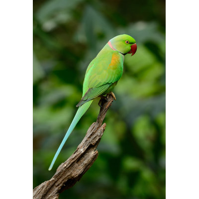 " Alexandrine Parakeet " by Cowboy