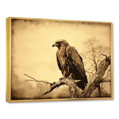 " Brown Resiliant Bold Eagle I "