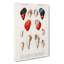 Mollusc Shell Illustrations PL. 20 by Charles D' Orbigny - Wrapped Canvas Painting-55362740