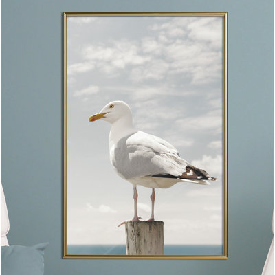 " Curious Seagull "