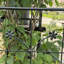 Treillis de jardin en métal