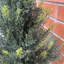 Artificial Cedar Cypress Confier Trees 120cm Faux Cedar Tree in Pot Liner