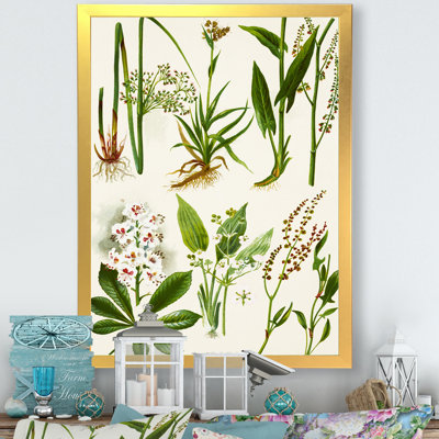 Ensemble de plantes Herbal - Décoration murale traditionnelle sur toile