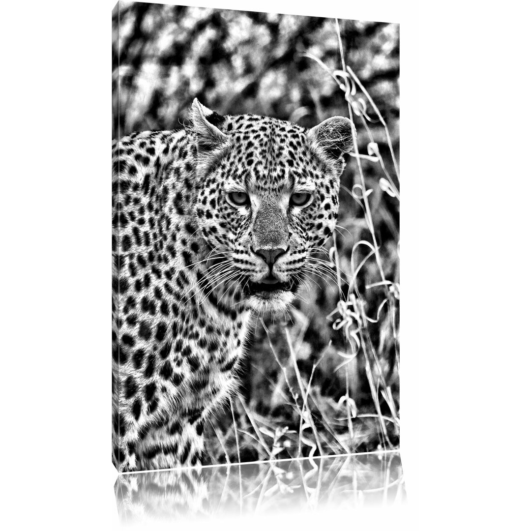 Leinwandbild Leopard beobachtet Umgebung in Monochrom