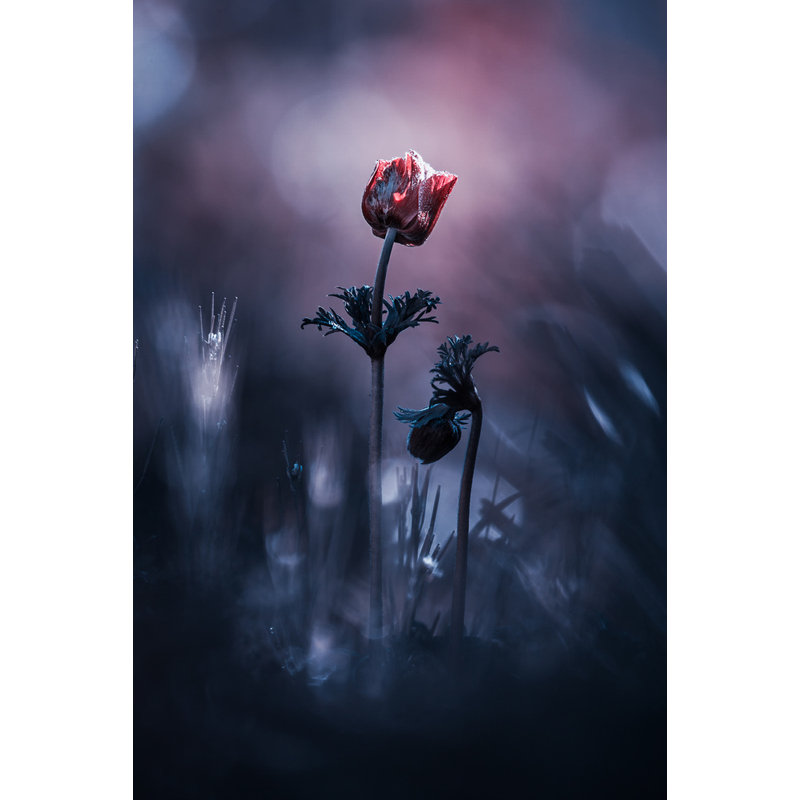 Wrapped Canvas Print