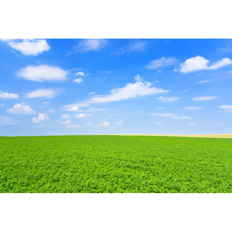 «Green Lucerne Field» par Vvoevale - photographie sur toile tendue, H 12 po x l 18 po
