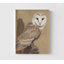 «Magdalena Common Barn Owl Portrait I» par Jacob Green, peinture encadrée, impression d'art d'oiseau, cadeau d'amant d'oiseau