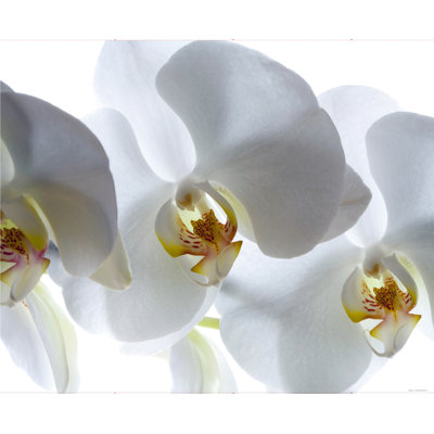 Orchids 9' L x 142"" W 4-Panel Wall Mural -  Latitude RunÂ®, B5F73AFB6573423CAA9A9566B7AAFB06