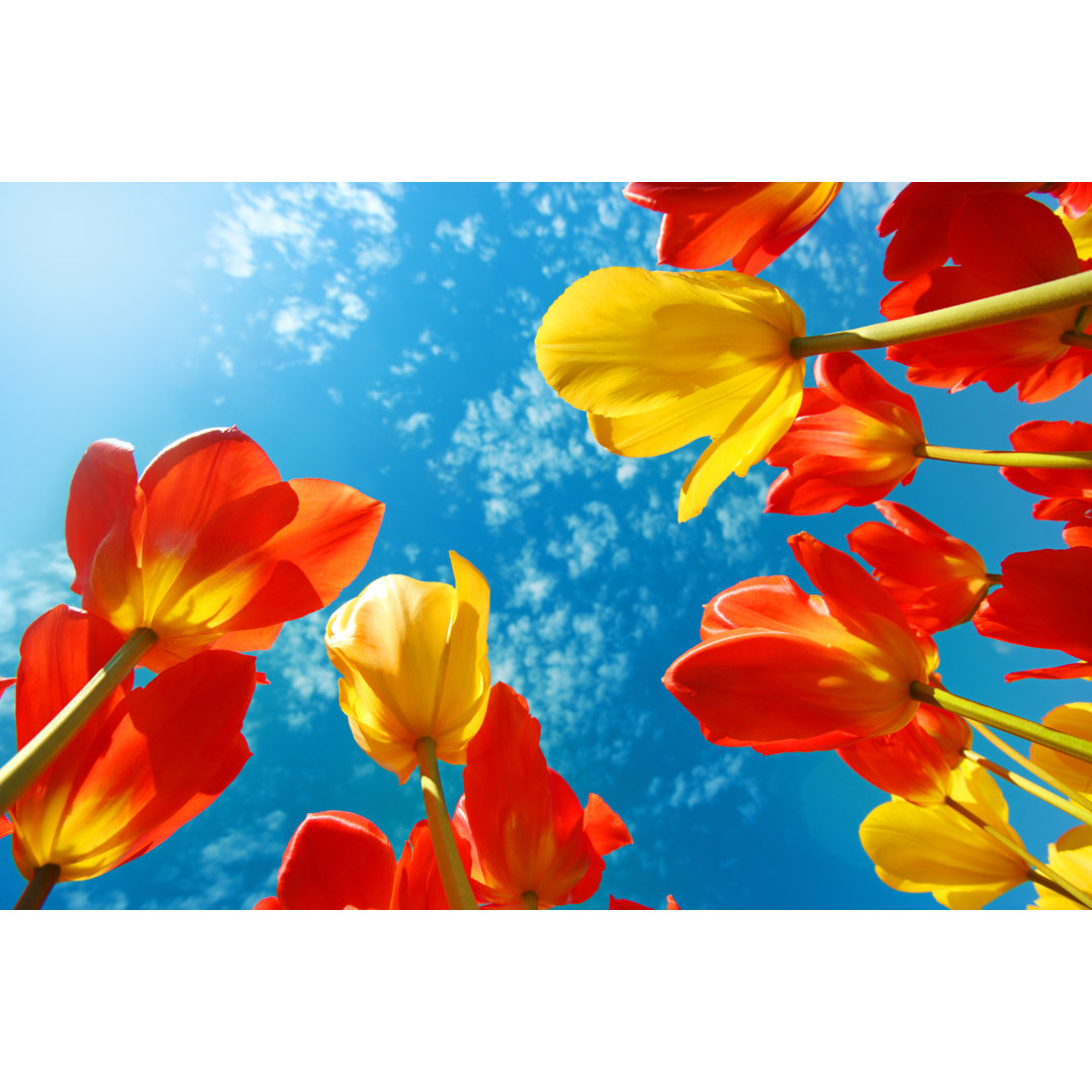 Bunte Tulpen Blumen von Maxiphoto - Druck auf Leinwand ohne Rahmen