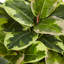 Plante de feuillage artificiel dans un pot de fleurs