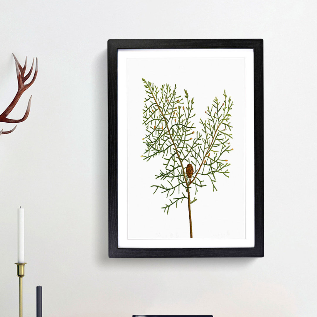 Chinese Weeping Cypress by Pierre-Joseph Redoute - Picture Frame Painting Print