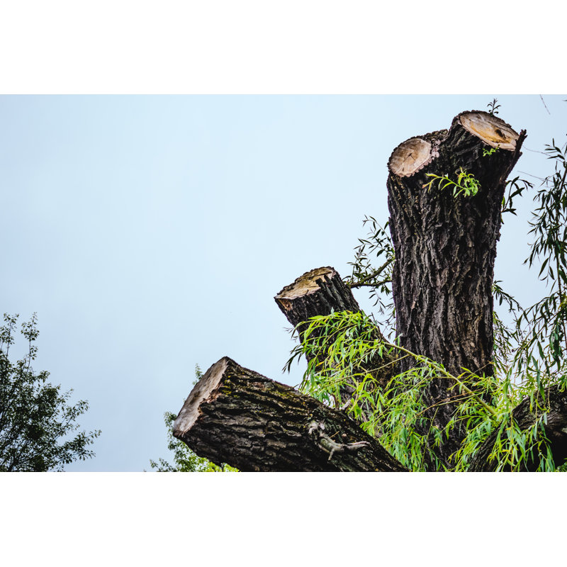 Chopped Tree by Madrolly - Wrapped Canvas Print, 30cm H x 46cm W