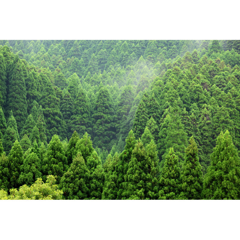 Épinette de montagne, forêt sur la colline par Ga161076, H 20 po x l 30 po