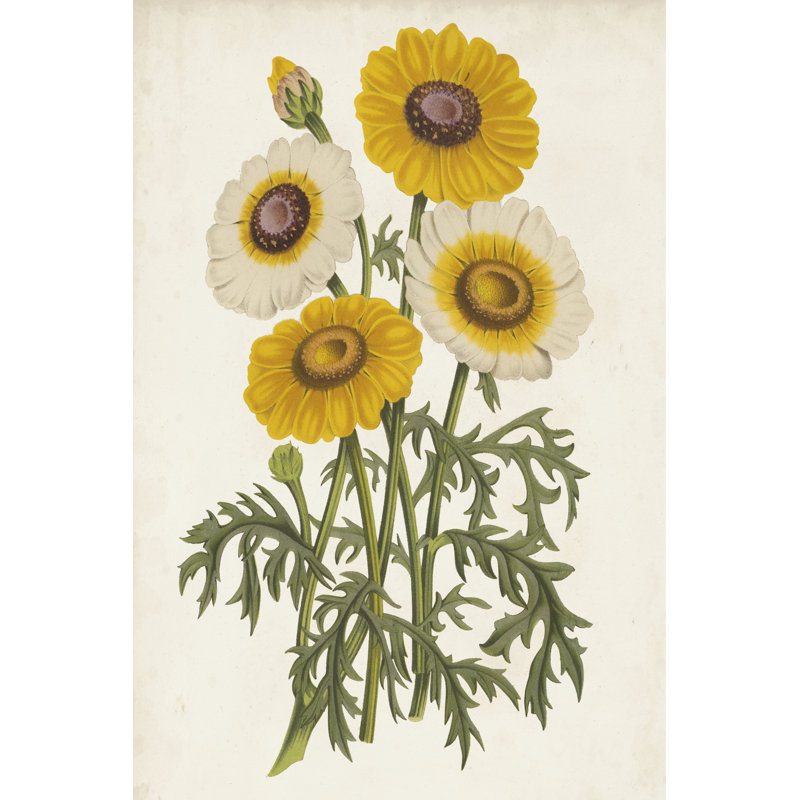 Vintage Garden Beauties III - Wrapped Canvas Art Prints, 122cm H x 81cm W x 3.8cm D