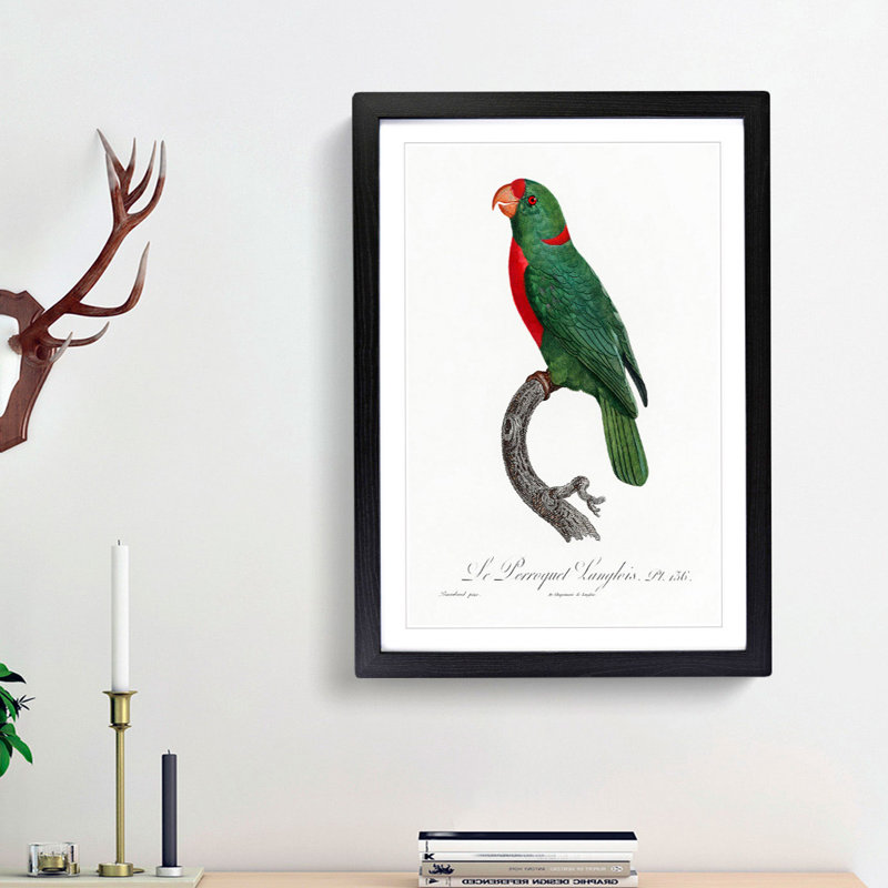 Red-Fronted Parrot by F. Levaillant - Picture Frame Painting Print, Black Framed, 36cm H x 27cm W x 2cm D