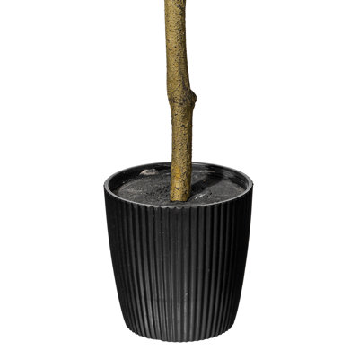 Lemon Tree in Pot