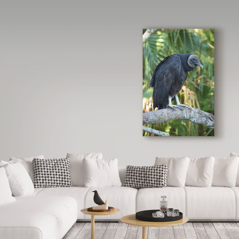 « black vulture », reproduction de photo sur toile tendue, H 47 po x l 30 po x P 2 po