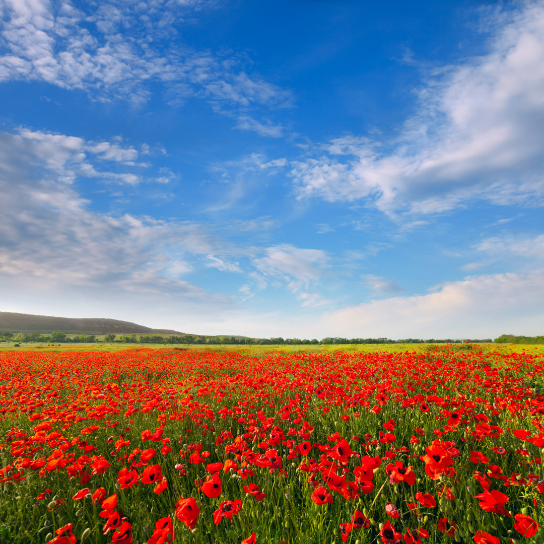 Red Poppies On A Background Of Blue Sky by AlekseySagitov - Wrapped Canvas Print