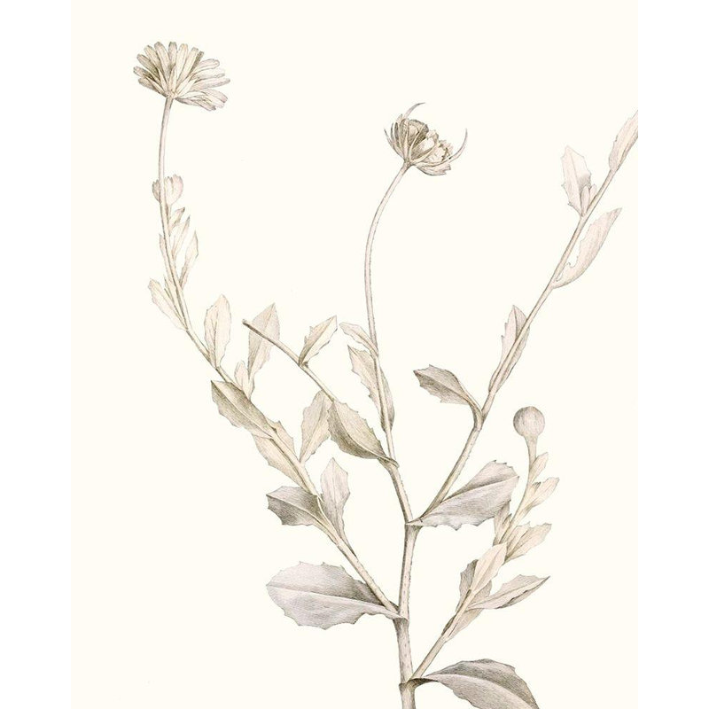 «August Grove® Vision Studio Gallery», art sur toile tendue: Neutral Botanical Study IV, H 44 po x l 36 po