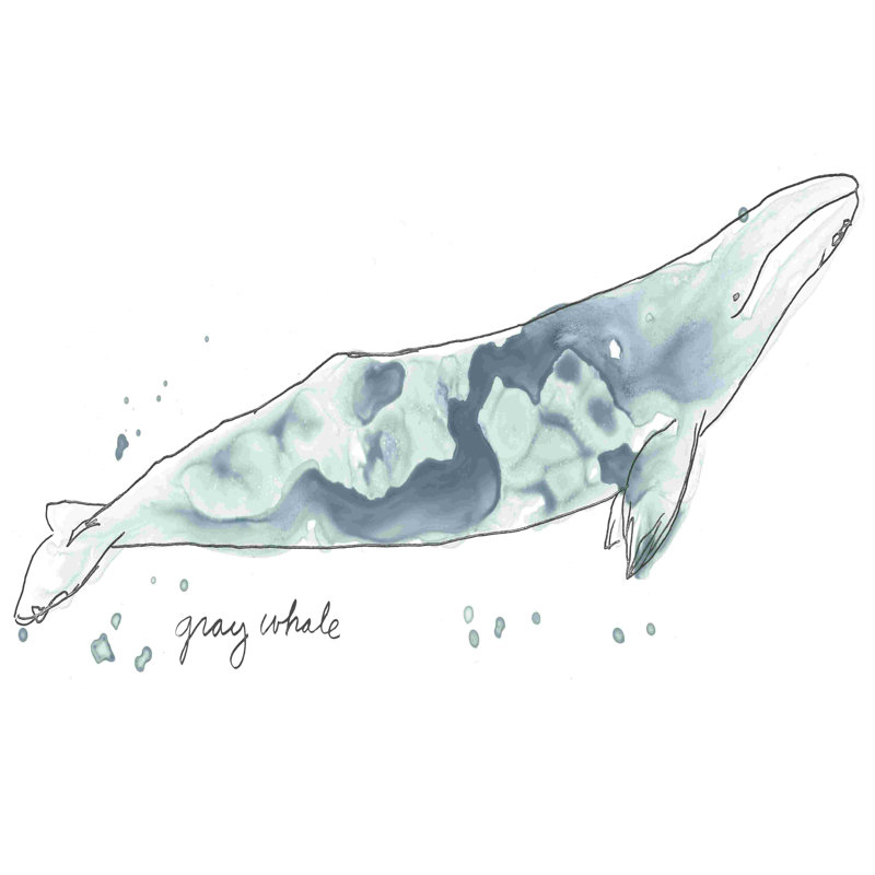 Cétacé, baleine grise, L 36 po x H 24 po
