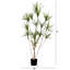 72 plantes
