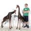 Giraffe Bronze Garden Statue