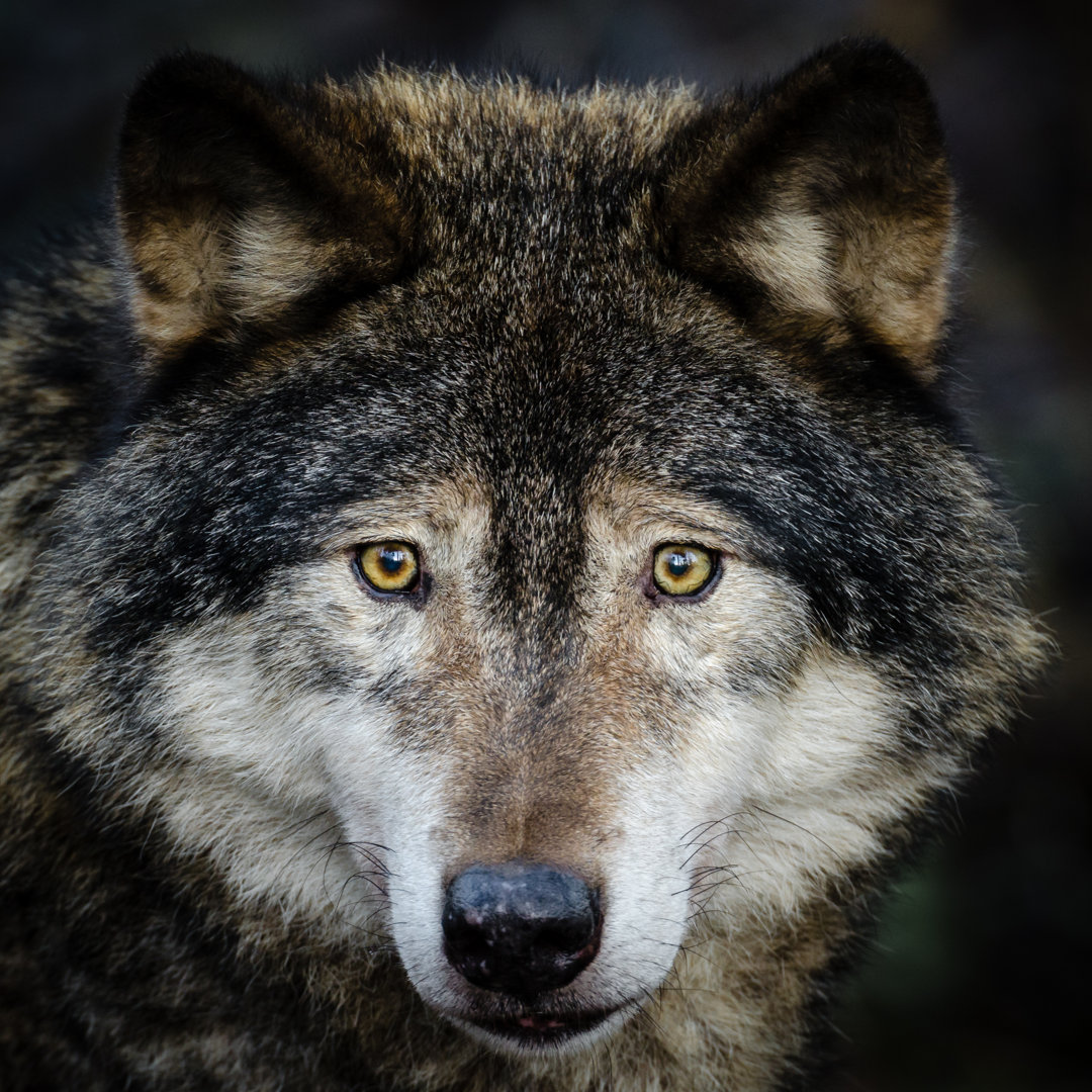 Wolf Nahaufnahme von JohanSjolander - Kunstdrucke auf Leinwand ohne Rahmen