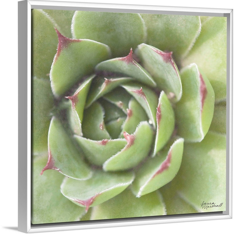 «Garden Succulents II», art mural sur toile, Toile avec cadre blanc, H 36 po x l 36 po x P 1,25 po
