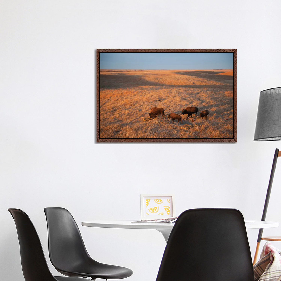 A Herd Of Bison Roam On A Ranch Near Valentine, Nebraska I von Joel Sartore - Gallery-Wrapped Canvas Giclée on Canvas