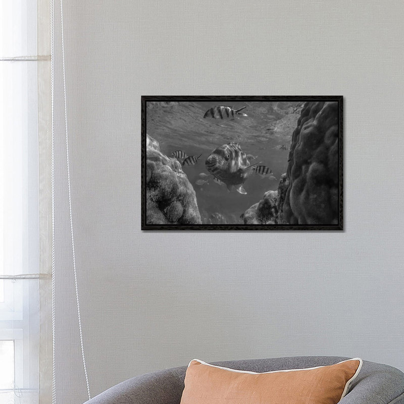 Parrotfish and Sergeant Major Damselfish school among coral, Apo Island, Philippines 1 Piece Wall Art on Canvas, Black Framed