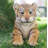 Sitting Tiger Cub Statue