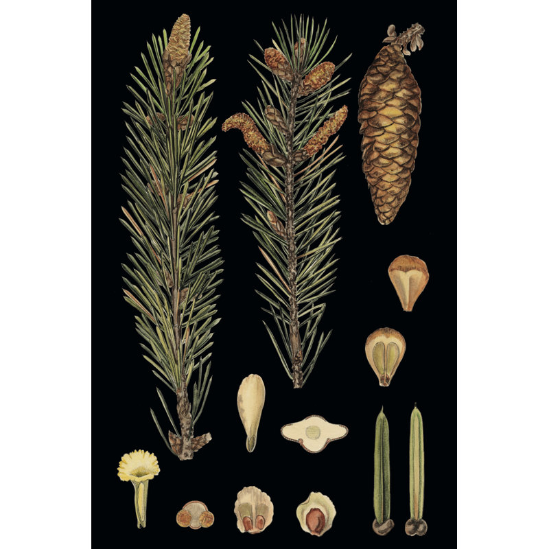Small Dramatic Conifers IV by Vision Studio - Wrapped Canvas Print, 46cm H x 30cm W x 3.8cm D