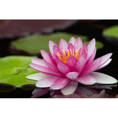 Perfect Bright Pink Water Lily In A Pond - Wrapped Canvas Print
