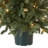 Potted 3' Pre-Lit Pine Christmas Tree