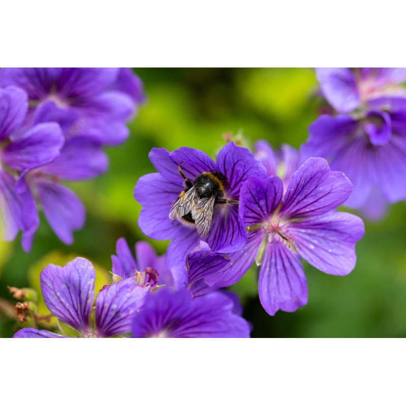 Bumblebee Feeding by Maksims Grigorjevs - Wrapped Canvas Print, 81cm H x 122cm W x 3.8cm D