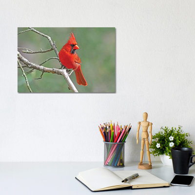" Handsome Cardinal " by Brian Wolf