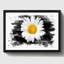 Flower White Daisy - Wall Art-23697919-23697920