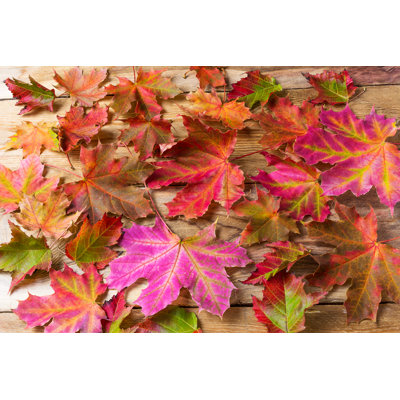Warnant Colorful Fall Maple Leaves - Wrapped Canvas Print