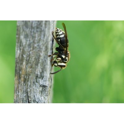Ariela Bald Faced Hornet - Wrapped Canvas Print