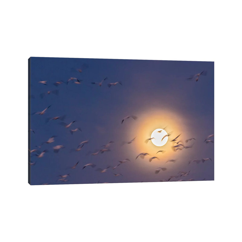 USA, New Mexico, Bosque Del Apache National Wildlife Refuge. Snow Geese Blur And Full Moon. by Jaynes Gallery - Wrapped Canvas Gallery-Wrapped Canvas Giclée